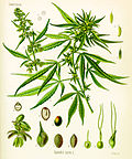 Vorschaubild für Cannabis und Cannabinoide als Arzneimittel