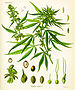 Cannabis sativa (Köhler).jpg