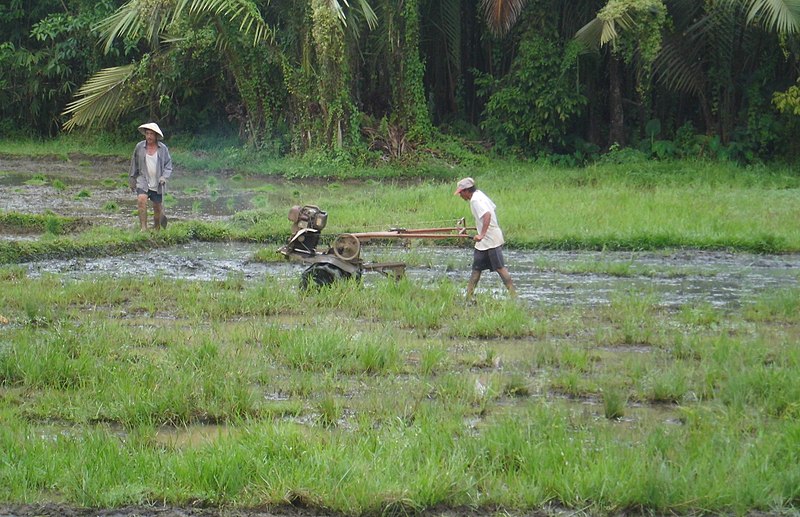 File:Cantilan Rice Field 1.JPG