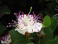 Capparis spinosa (Espagne)