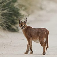 Caracal on the road, early morning in Kgalagadi (36173878220).jpg