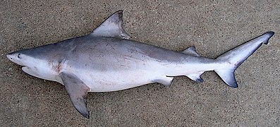 Carcharhinus leucas TPWD.jpg