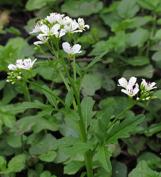 File:Cardamine amara RF.jpg