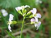 Cardaminopsis arenosa bluete.jpeg