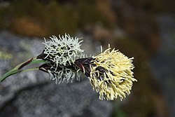 Carex spectabilis 6241.JPG