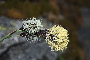 Carex spectabilis, detail