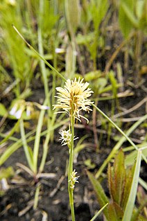 <i>Carex tetanica</i> Species of plant