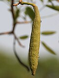 Thumbnail for File:Caribbean Trumpet Tree (Tabebuia aurea) fruit W IMG 7051.jpg