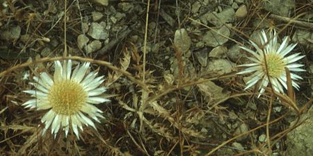 Carlina sicula new.JPG