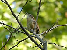 A Carolina Wren singing in Forest Park.