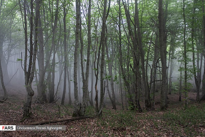 File:Caspian Hyrcanian Mixed Forests in Northern Iran 12.jpg