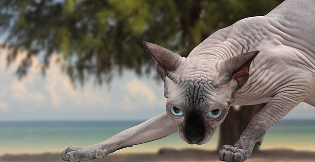 Blue eyed sales hairless cat