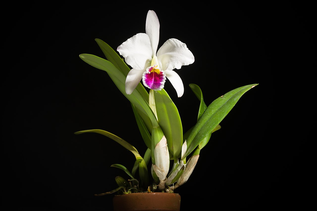 File:Cattleya percivaliana fma. semi-alba 'Jewel' (Rchb.f.) O'Brien