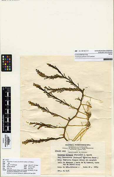 File:Caulerpa peltata J.V.Lamour. (AM AK338923).jpg