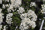 Vignette pour Ceanothus cuneatus