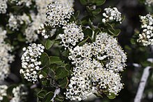 Ceanothus cuneatus.jpg 