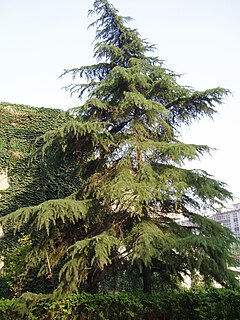 Die Zedern (Cedrus) bilden ein