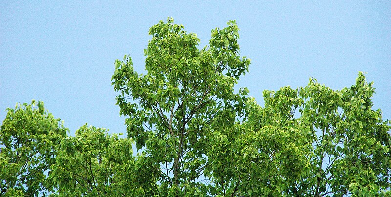 File:Celtis occidentalis (common hackberry tree) 5.jpg