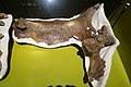 The holotype on display in Alberta Centrosaurus brinkmani Royal Tyrrell rear.jpg