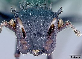 Cephalotes alfaroi