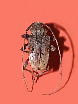 Lagocheirus araneiformis