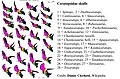גולגלות של צרטופסיים Ceratopsidae עם מקרא, איורים של Danny Cicchetti ואני תיקנתי את הגולגולת של טריצרטופס