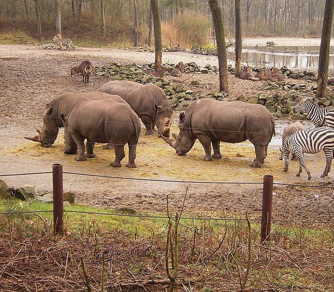 File:Ceratotherium simum - White Rhino2 BZ ies.jpg