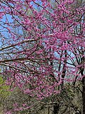 Thumbnail for File:Cercis canadensis (2021).jpg