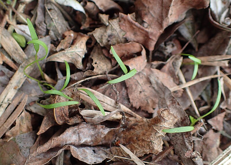 File:Chaerophyllum temulum kz02.jpg