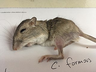 <span class="mw-page-title-main">Long-tailed pocket mouse</span> Species of rodent