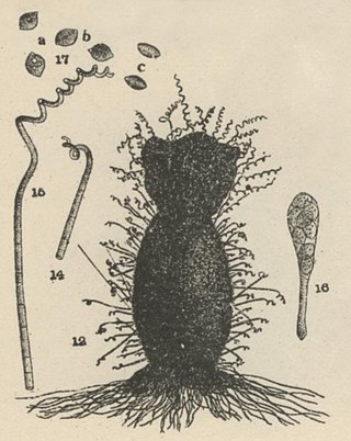 <i>Chaetomium subspirale</i> Species of fungus