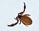 Lëscht Vu Lëtzebuergeschen Insektennimm: Wikimedia-Lëschtenartikel