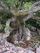 Le plus gros chêne de Mons et région.