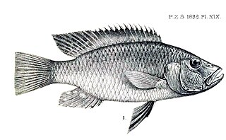 <i>Chetia</i> Genus of fishes