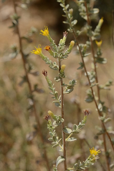 Chiliadenus iphionoides 1.jpg