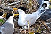 Chinese_crested_tern_colony