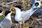 Thumbnail for Chinese crested tern