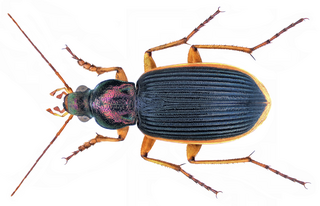 <i>Chlaenius nigricans</i> Species of beetle