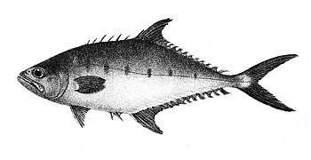 Scomberoides tala