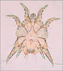 Chorioptes bovis (Hering), adult male psoroptic mite. Phylum Arthropoda, Class Arachnida, Order Acari, Family Psoroptidae Chorioptes-bovis-(Hering).JPG