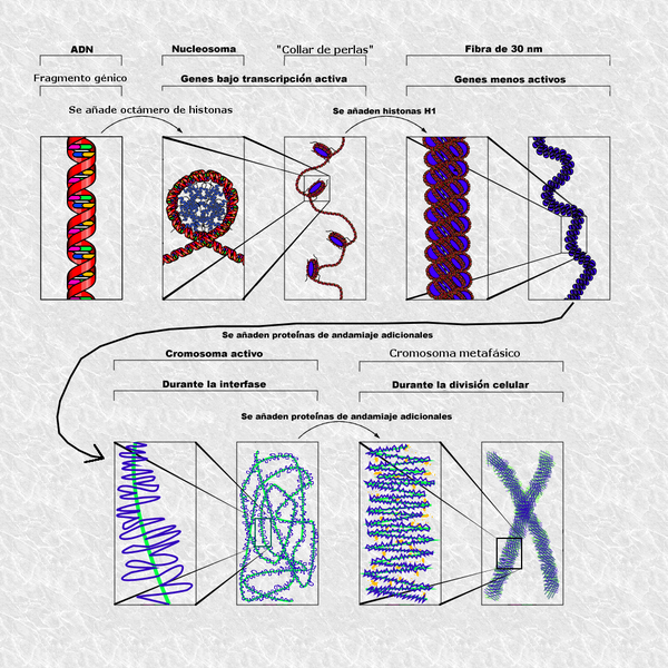 File:Chromatin Structures-es.png