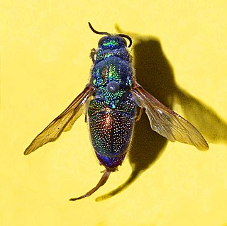 <i>Stilbum</i> Genus of wasps