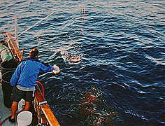 Foto de um homem deixando seu amigo cair da lateral de um barco