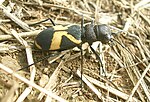 Thumbnail for Cicindela aurofasciata