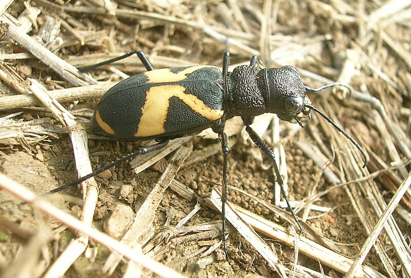 File:Cicindela aurofasciata.jpg