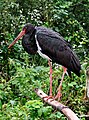 Black Stork (Ciconia nigra) Schwarzstorch