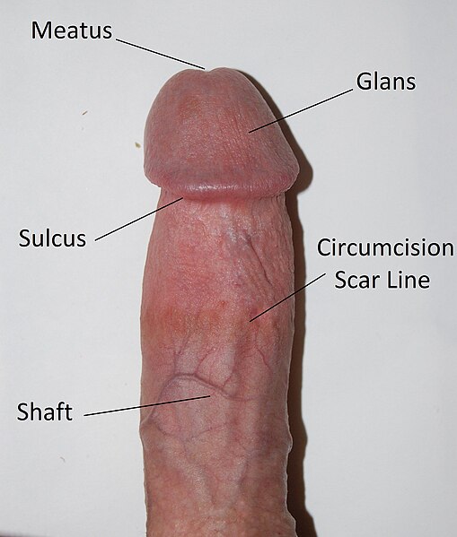 File:Circumcised penis edit.jpg