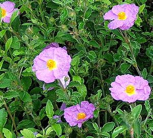 Cistus creticus.JPG