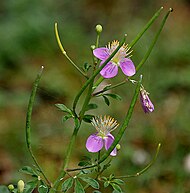 Cleome chelidonii at Pocharam Lake, Andhra Pradesh, India Cleome chelidonii in AP W IMG 9951.jpg