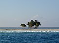 Kokospalmės ant Klipertono atolo žiedo